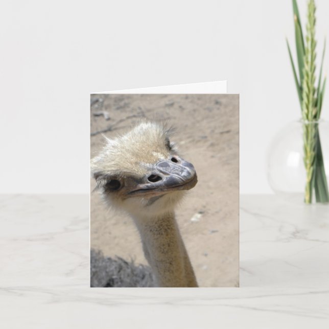 Funny ostrich notecard (Front)