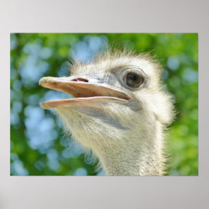 Funny Ostrich Photo Poster