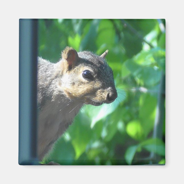 Funny Peek-a boo Squirrel Photograph Kitchen Magnet (Front)