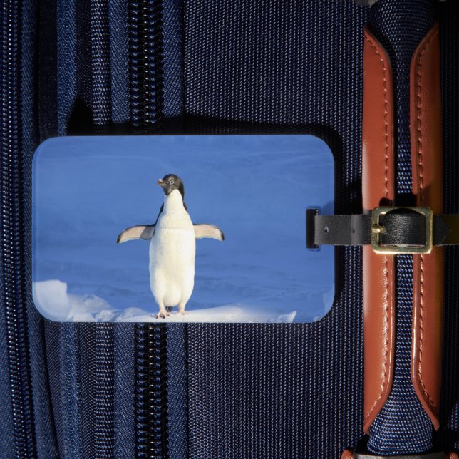 Funny penguin on ice photo luggage tag (Front Insitu 4)