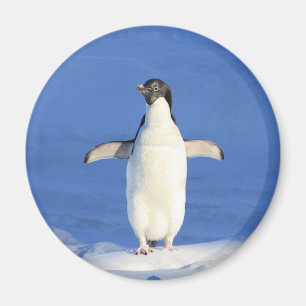Funny penguin on ice photo magnet