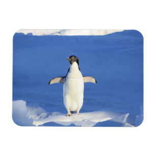 Funny penguin on ice photo magnet