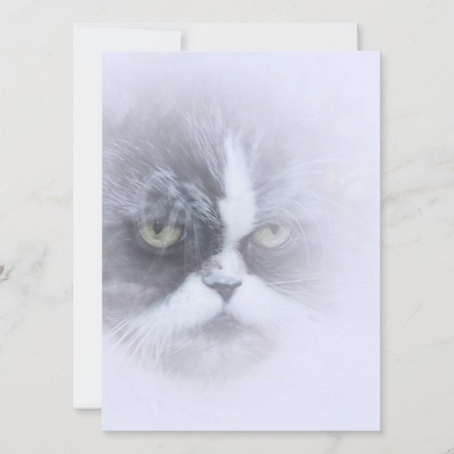 funny persian cat with big eyes (Front)