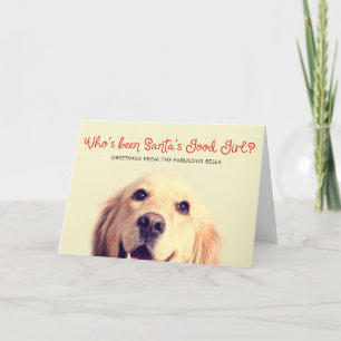 Funny Pet Dog Holiday   Photo Greeting Card