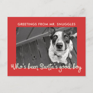Funny Pet Dog Holiday   Photo Greeting Postcard