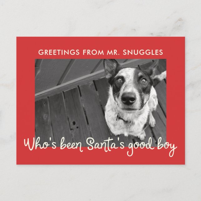 Funny Pet Dog Holiday | Photo Greeting Postcard (Front)