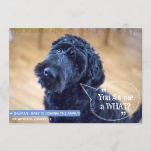 Funny Pet (Human Baby) Pregnancy Announcement