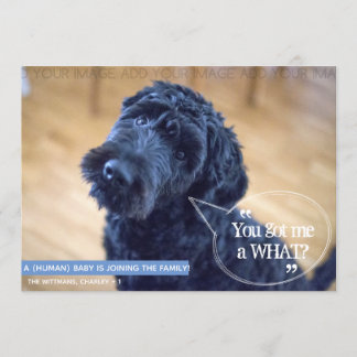 Funny Pet (Human Baby) Pregnancy Announcement