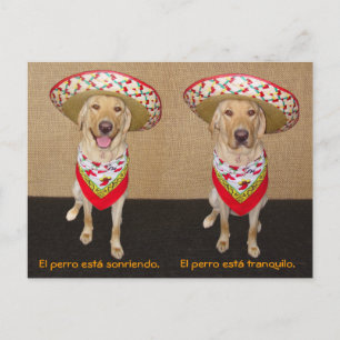 Funny Pet Spanish Postcard & Teaching Aid