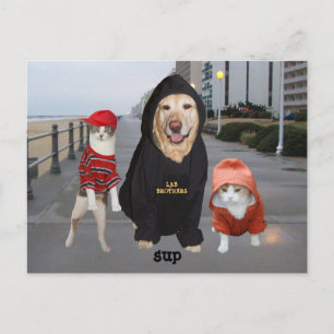 Funny Pets/Lab & Cats/Sup/Whazup Postcard