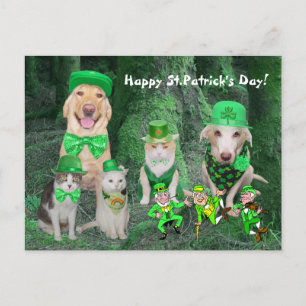 Funny Pets & Leprechauns Postcard