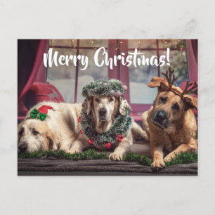 Funny Photo Dogs in Christmas Antlers and Headwear Postcard