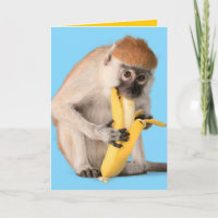Funny Photo of A Cute Monkey Eating A Banana