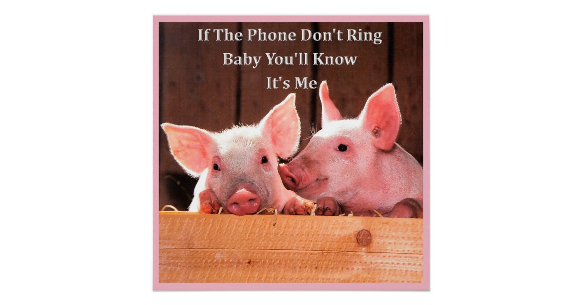 Funny Pig Memes with funny pig sayings and quotes. Poster | Zazzle.co.uk