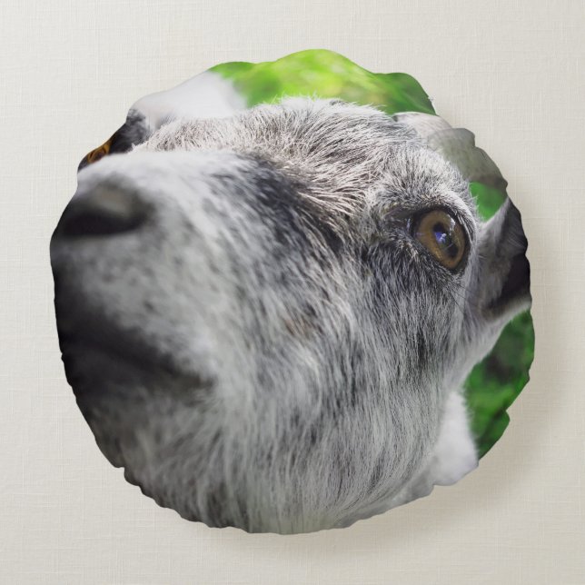 Funny pillow with photo of curious goat (Back)