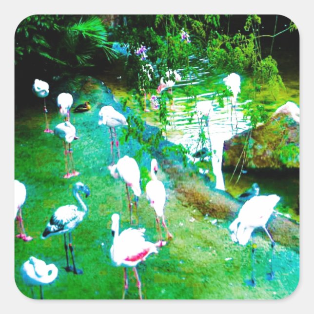 Funny Pink Flamingoes Wildlife Square Sticker (Front)