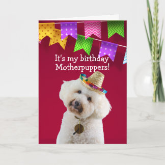 Funny Poodle dog birthday card