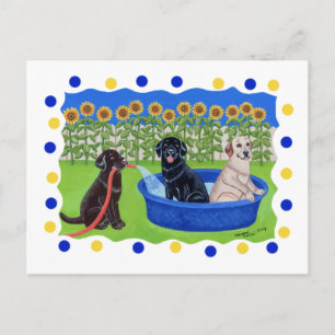 Funny Pool Party Labradors Postcard