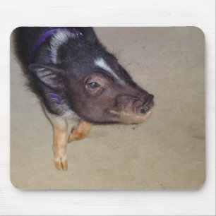 Funny Pot Bellied Pig Photography Mouse Mat