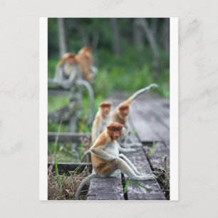 Funny Proboscis monkeys Postcard