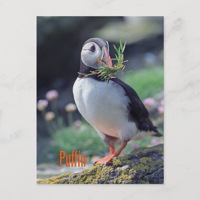 Funny puffin postcard (Front)