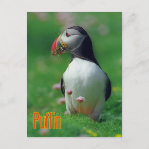 Funny puffin postcard