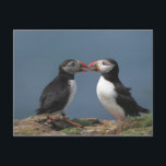 Funny puffins postcard<br><div class="desc">Two puffins in love</div>
