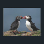 Funny puffins postcard<br><div class="desc">Two puffins in love</div>