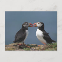Funny puffins