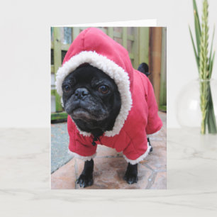 Funny Pug Birthday Greeting Card