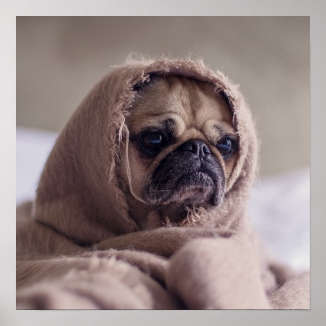 Funny Pug Dog Close-Up poster (Front)