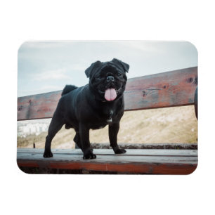 Funny pug dog magnet