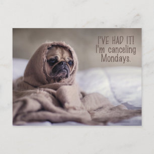 Funny Pug Dog postcard