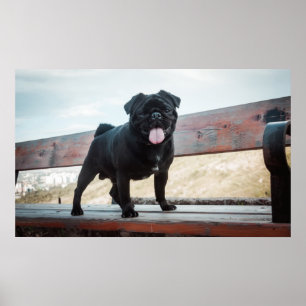 Funny pug dog poster