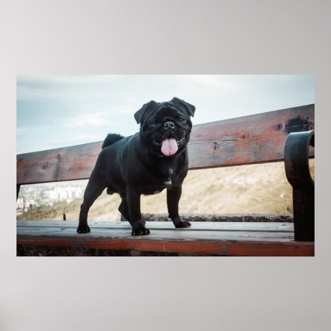 Funny pug dog poster (Front)