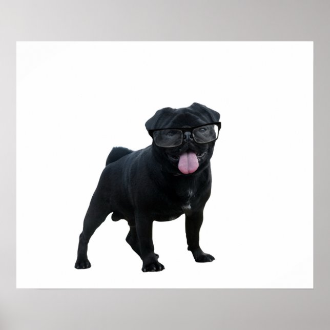 Funny pug dog poster (Front)