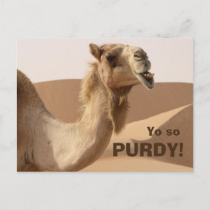 Funny Purdy Camel Photo Postcard
