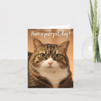 Funny Quote Cat Lovers Custom Photo Birthday