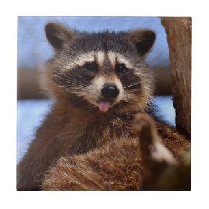Funny Racoon Sticking It's Tongue Out Tile