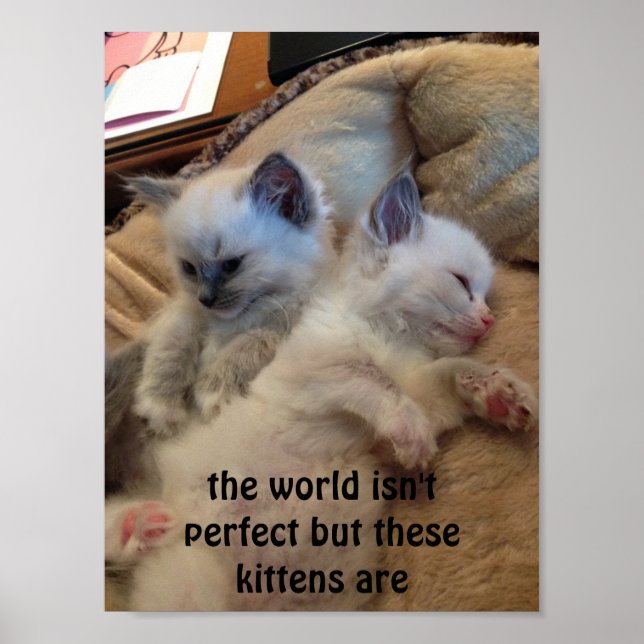 funny ragdoll kittens poster (Front)