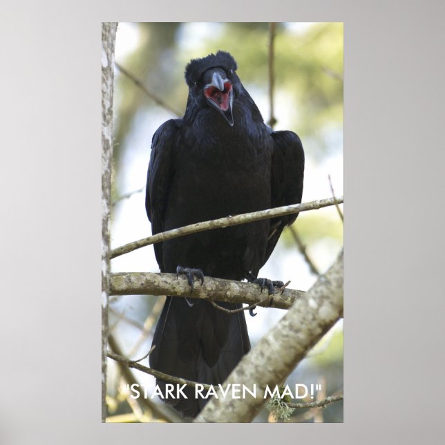Funny Raven Wildlife Photo Poster (Front)