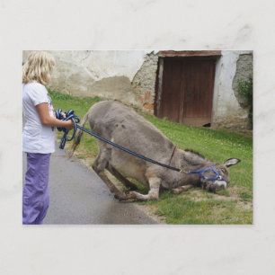 Funny Relaxed Donkey Postcard