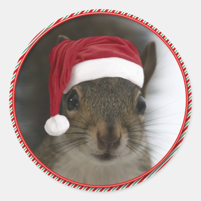 Funny Santa Squirrel Wearing Santa Hat Classic Round Sticker (Front)