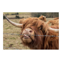 Funny Scottish Highland cow Poster
