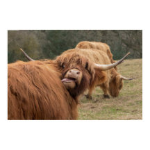 Funny Scottish Highland cow Poster