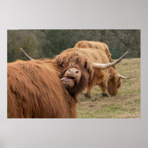 Funny  Scottish Highland cow Poster