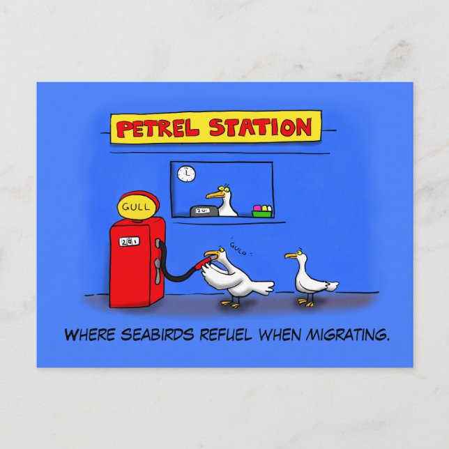 Funny sea gulls petrel cartoon humour postcard (Front)