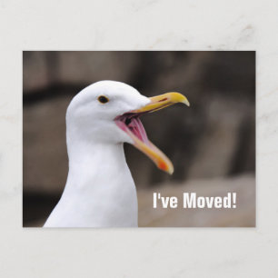 FUNNY Seagull  Announcement Postcard