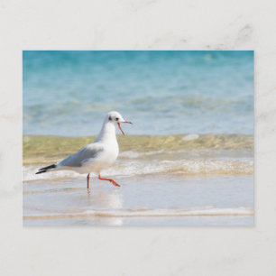 Funny seagull postcard