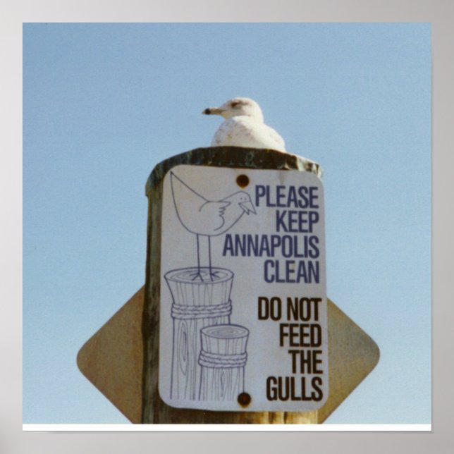 Funny Seagull Poster Print (Front)